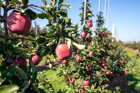 Apple orchard during apple harvestingの写真素材