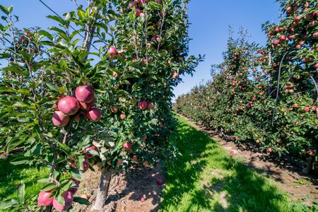 Apple orchard during apple harvestingの写真素材