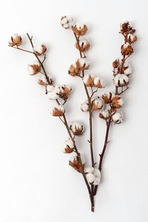 Sprigs of ripened cotton on white background. Sprigs with fluffy cotton flowersの写真素材