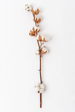 Sprig of ripened cotton on white background. Sprig with fluffy cotton flowersの写真素材