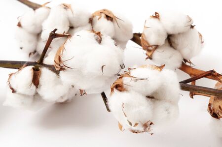Sprig of cotton with blossoms on a white background. Close upの写真素材