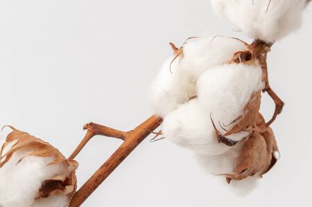 A sprig of cotton on white background close upの写真素材