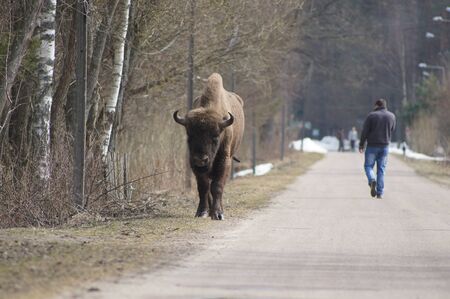 Bison walking in a street of a Bialowieza Forest village with a man in the backgroundの写真素材