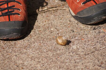 Brown snail approaching man's shoes on dry groundの写真素材