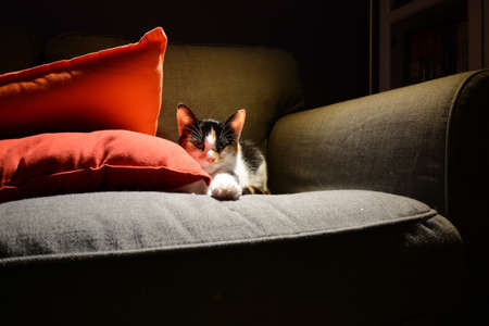 Tricolor cat resting on a gray sofaの写真素材