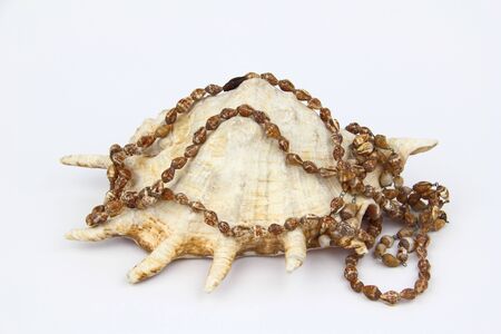 Shell with necklaceの写真素材