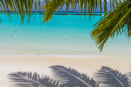 Coconut palm leafs in front of dreamy beach at an island in Maldivesの写真素材