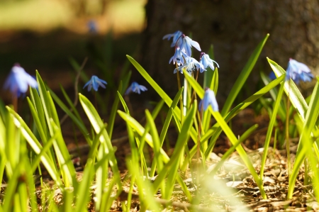 Colorful flowers in a sunny gardenの写真素材
