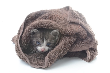 Cute kitten in brown towel isolated on whiteの写真素材
