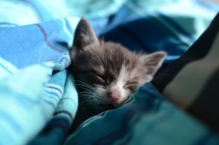 Cute kitten sleeps in bed in the afternoonの写真素材