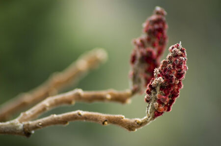 Portrait of wild flowers in the fieldの写真素材