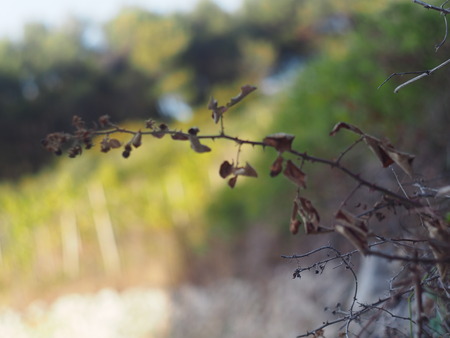 Rasberry in Croatiaの写真素材