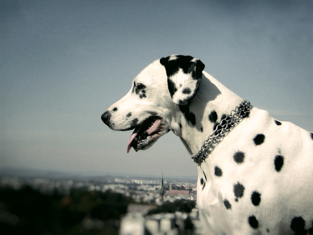 dalmation dogの写真素材