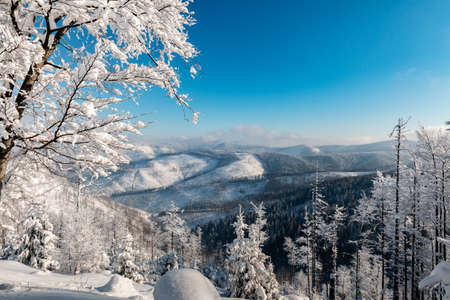 Snowy trees in Polish mountains. Beautiful sunny weather. Few clouds on the sky. Epic view of the forest covered in snow.の写真素材