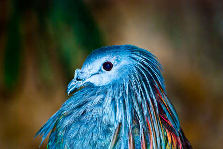 Exotic blue birdの写真素材
