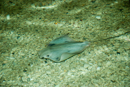 Stingray underwaterの写真素材