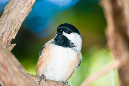 Chickadee perched on branchの写真素材