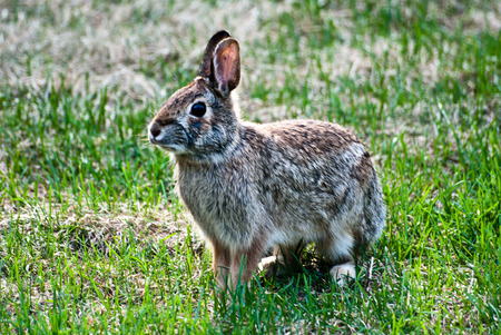 Cottontail Rabbit  in backyardの写真素材