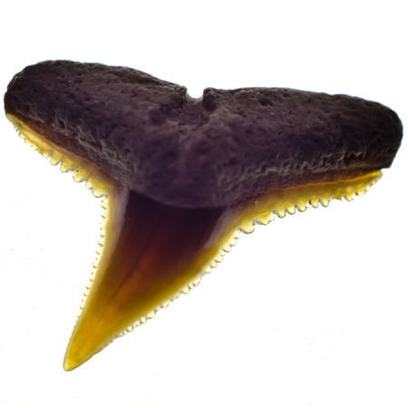 Close up of fossil shark toothの写真素材