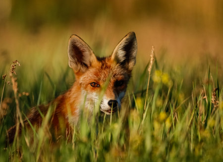 Red fox in the grass. Close-up portrait of a wild animal.