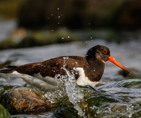 Oystercatcher (Haematopus ostralegus)の写真素材