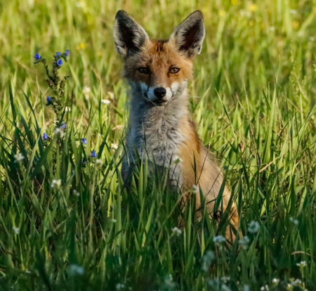 Red fox (Vulpes vulpes) sitting in the grassの写真素材