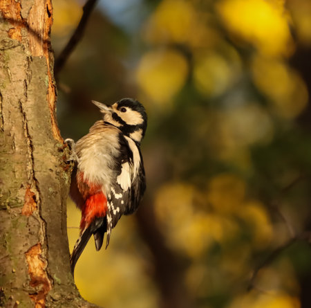 Great spotted woodpecker (Dendrocopos major) on a treeの写真素材