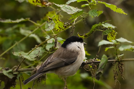 Marsh tit, Poecile montanus, single bird on branch, Warwickshireの写真素材