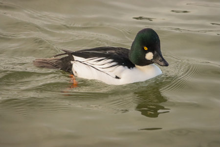 Male Goldeneye (Bucephala clangula)の写真素材