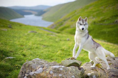 portrait of Siberian Husky dog, Talla, Scotland, UKの写真素材