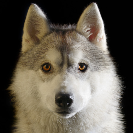 portrait of Siberian Husky dogの写真素材