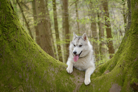 portrait of Siberian Husky dogの写真素材