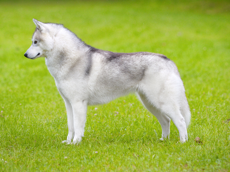 Siberian Husky portraitの写真素材