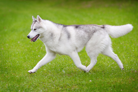 Siberian Husky portraitの写真素材