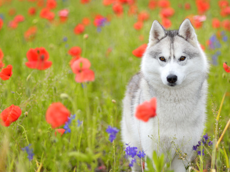 Siberian Husky portraitの写真素材