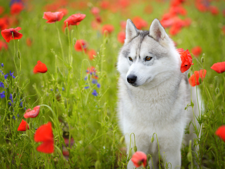 Siberian Husky portraitの写真素材