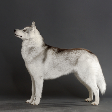 Siberian Husky portraitの写真素材