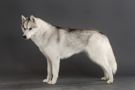 Siberian Husky portraitの写真素材