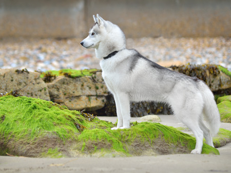 Siberian Husky portraitの写真素材