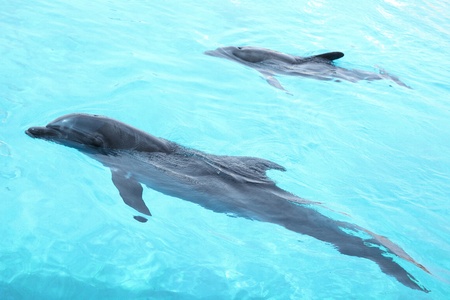 Cute couple of dolphins swimming in the pool on sunny vacation day.の写真素材