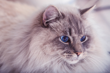 Beautiful cat with blue eyes.の写真素材