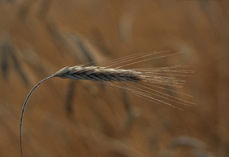 single ear of rye on the fieldの写真素材