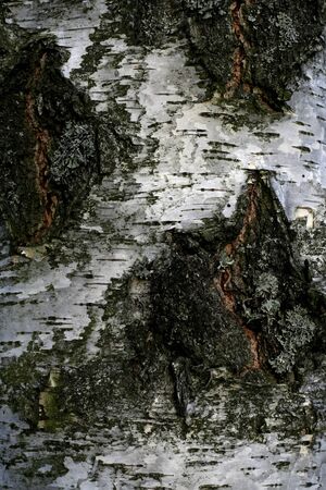 texture of birch