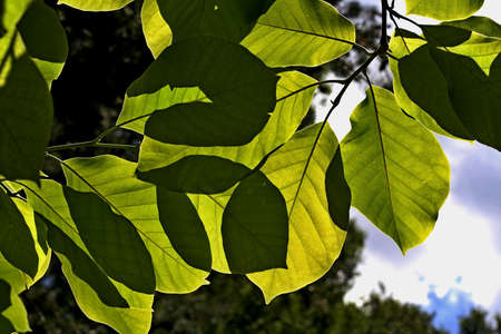 several leaves