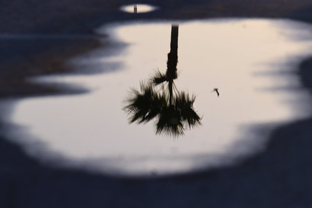 Reflection of palm trees in a puddle of water at sunsetの写真素材