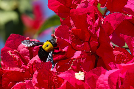 Bumblebee on a red bougainvillea flower.の写真素材