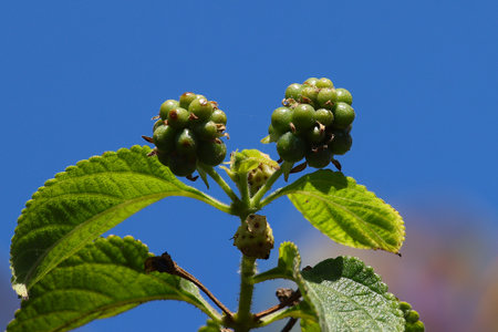 green berries on a branch against the blue sky, close-upの写真素材