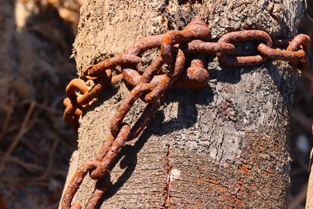 Rusty chain on the tree, close-up, selective focusの写真素材