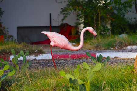 Pink flamingo standing on the grass in the garden.の写真素材