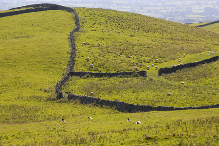 Sheep grazing on a hillside in the Yorkshire Dales National Parkの写真素材